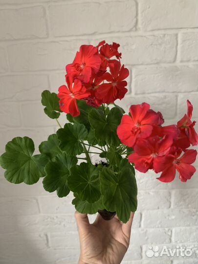 Герани,фиалки