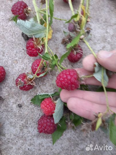 Малина Брянское Диво ремонтантная саженцы