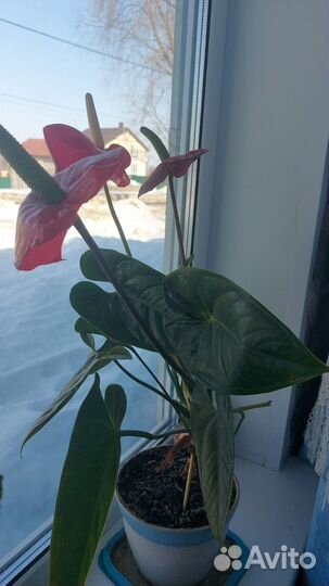 Комнатные цветы антуриум