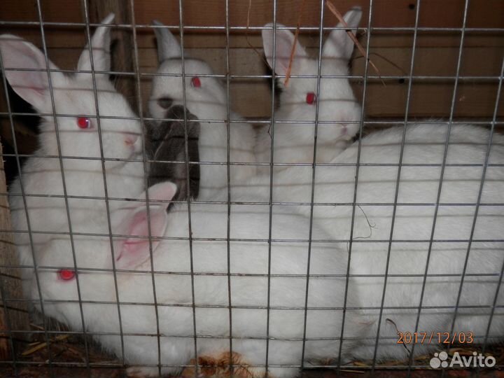 Кролики,мясо кролика,куриное яйцо