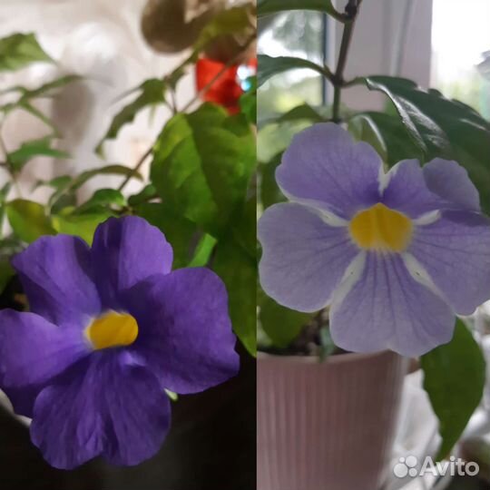 Красиво цветущие экзоты