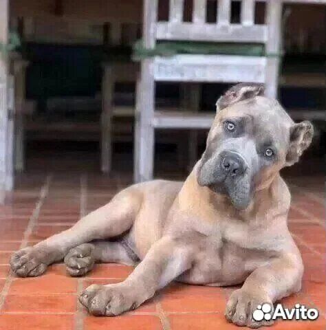 Кане Корсо Неподкупен