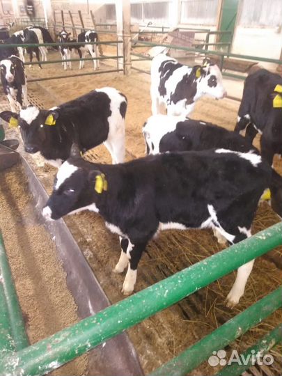 Телята бычки