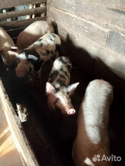 С/х животные