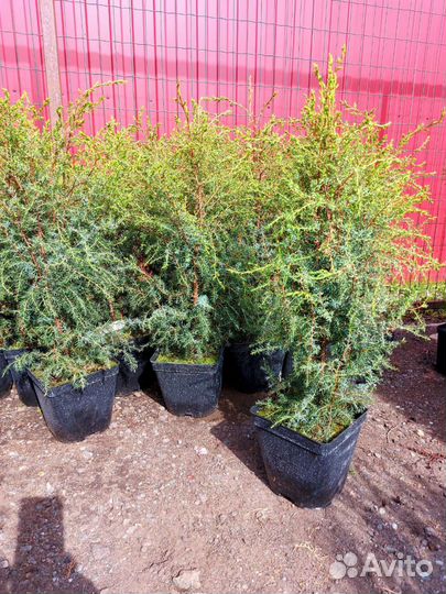 Можжевельник суецика