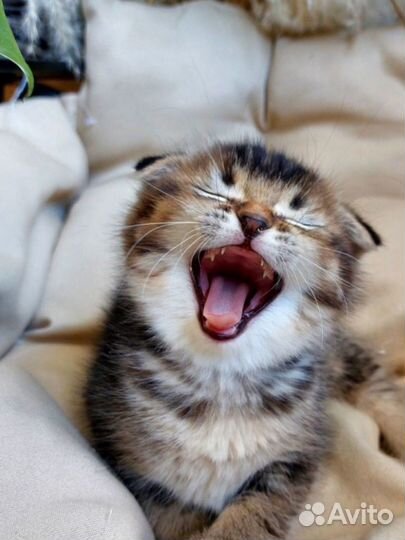 Шотландская