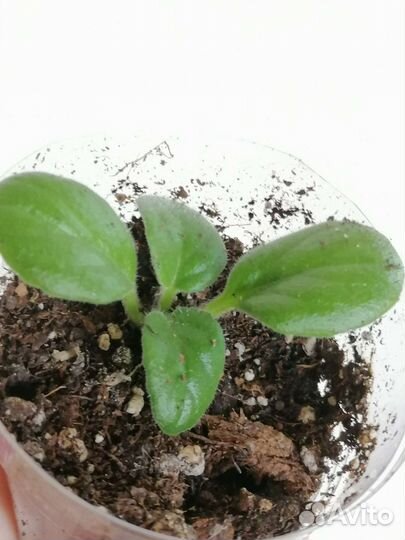 Фиалка, стрептокарпус, хирита