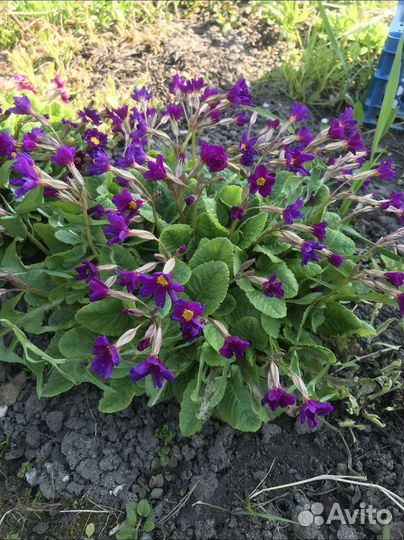 Первоцветы-примула