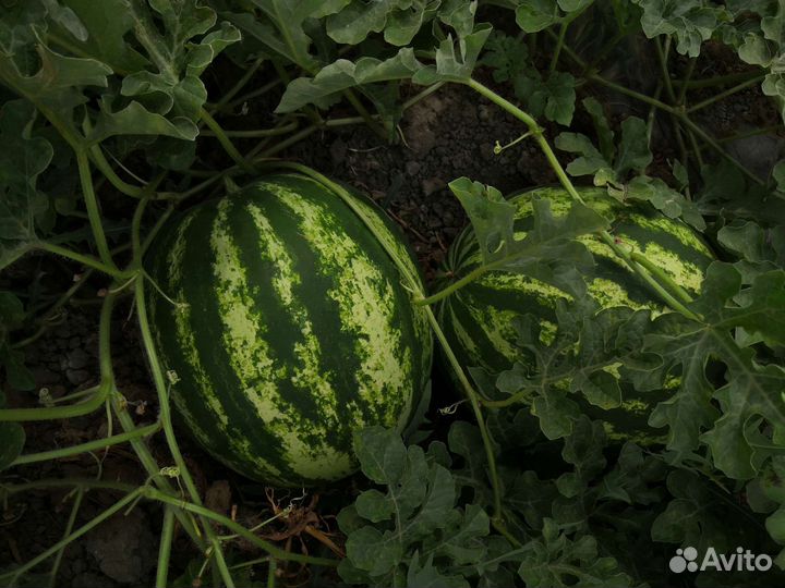 Арбуз барака