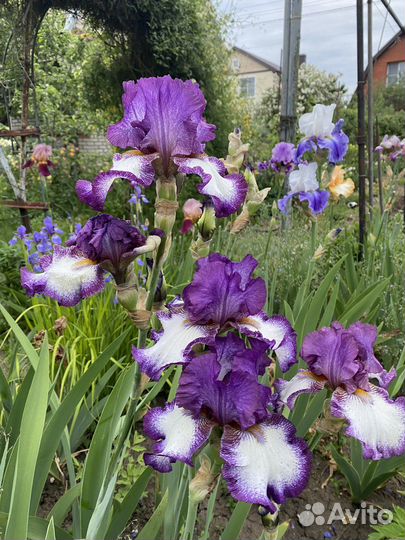 Ирис коллекционные
