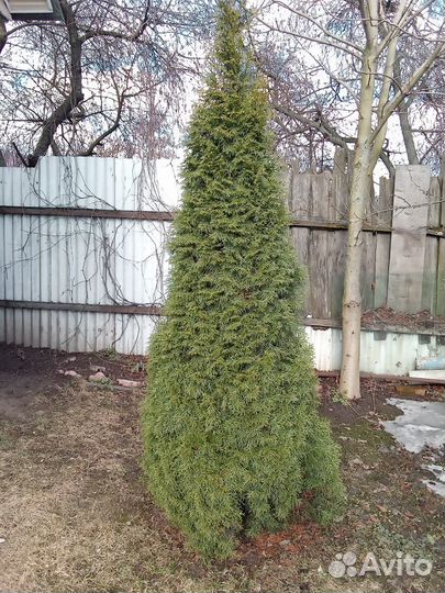 Туя 3,0м с участка