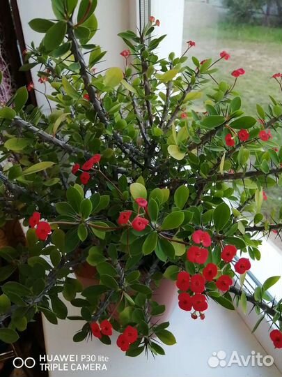 Суккулент, многолетнее растение