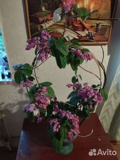 Клеродендрум Томпсона. Укорененные отросткиж