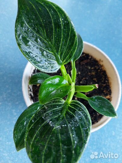 Филодендрон Биркен