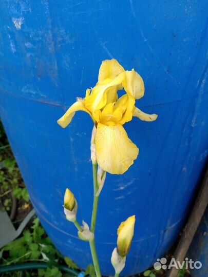 Саженцы декоративных кустарников и многолетников