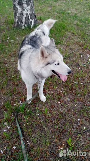 Кобель для вязки Хаски 3 года