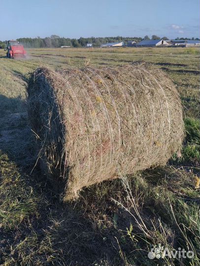 Продам сено в рулонах