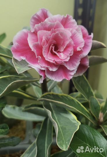 Адениум прививки