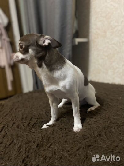 Вязка кобель чихуахуа
