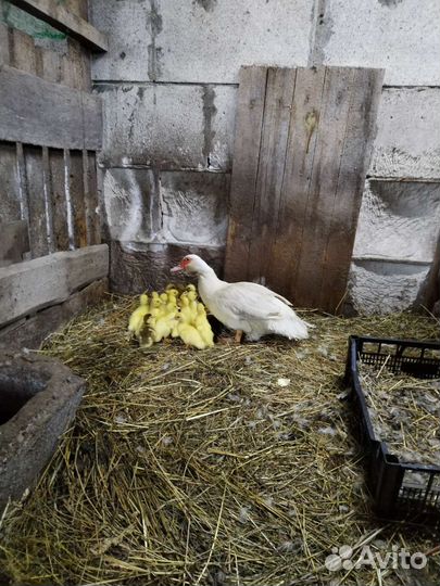 Индоутка с утятами