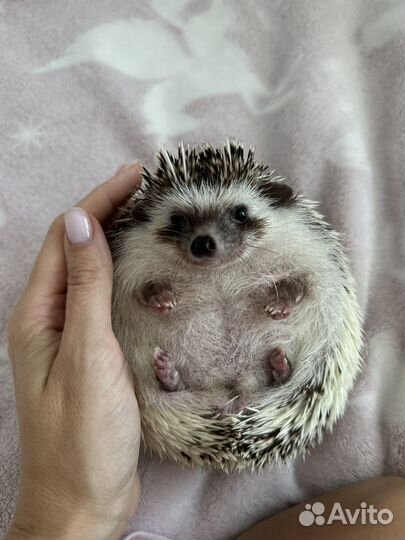 Карликовый африканский ежик