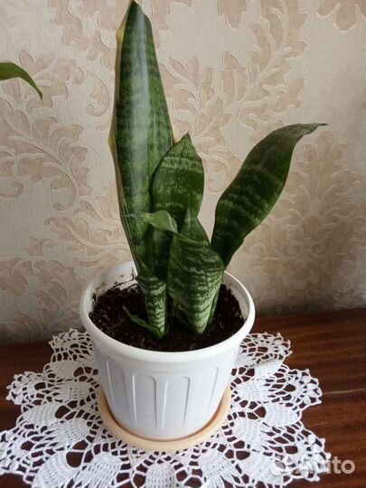 Санциеверия