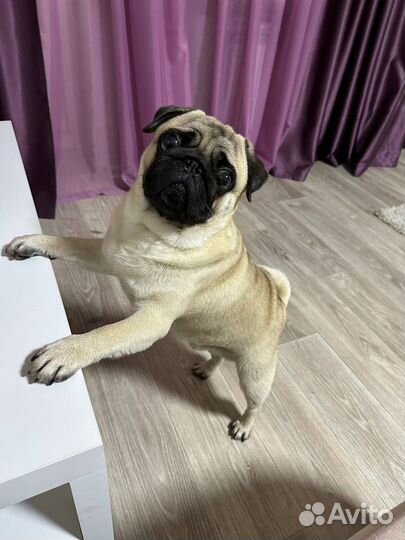 Вязка с мопсом (мальчик)