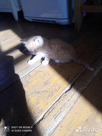 Котята в дар