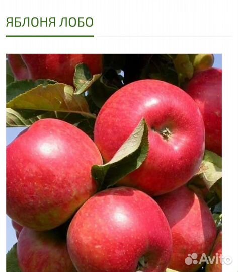 Яблоки