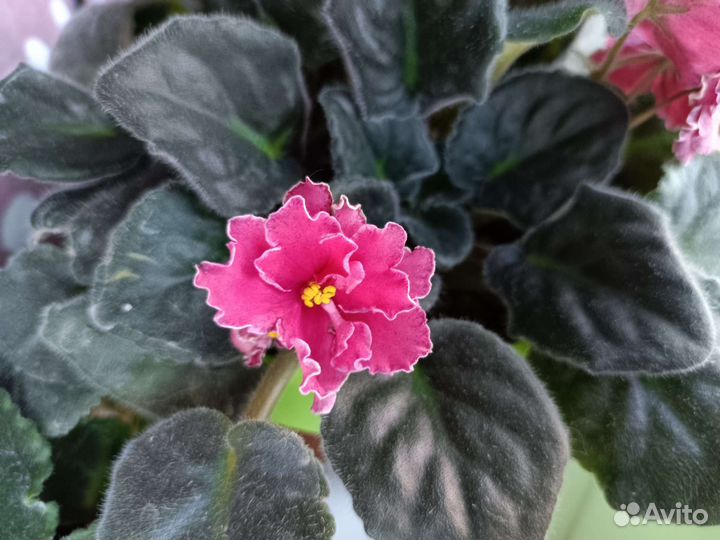 Фиалка Порхающая зарянка