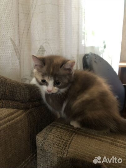 Котята бесплатно