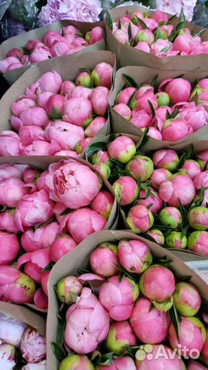 Пионы цветы букет Москва доставка цветочный магази