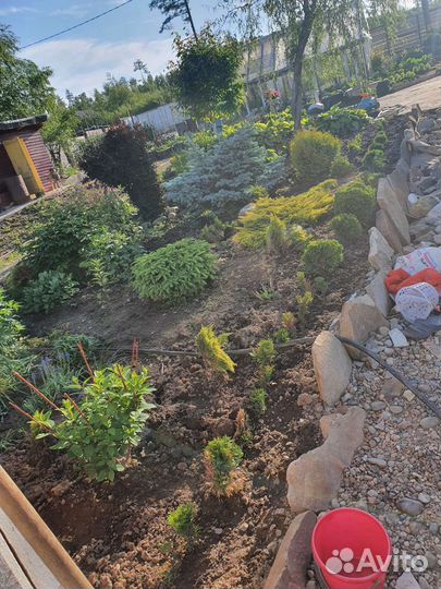 Барбарис, курильский чай, хосты