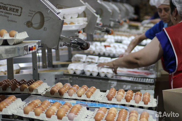 Работа на птицефабрике, оплата почасовая Челябинск