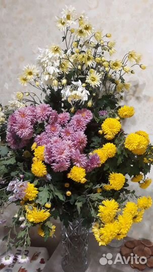 Дубки рассада