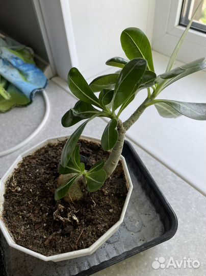 Адениум арабикум