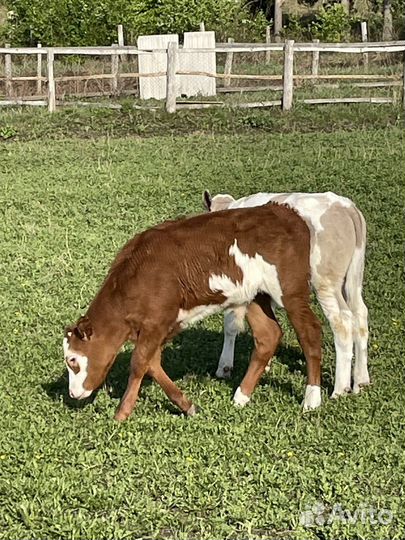 Бычки телята телки