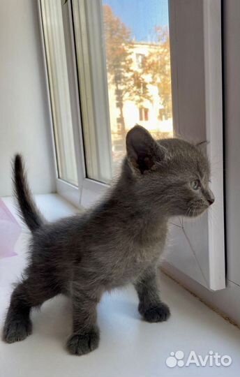 Котик 2 месяца