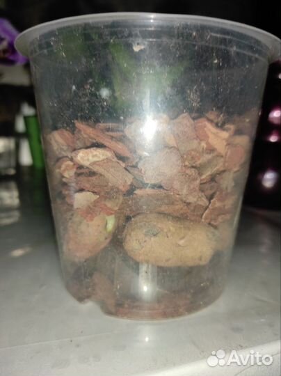 Орхидея фаленопсис детка