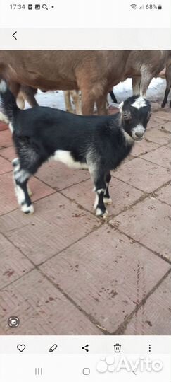 Козлята ламанча