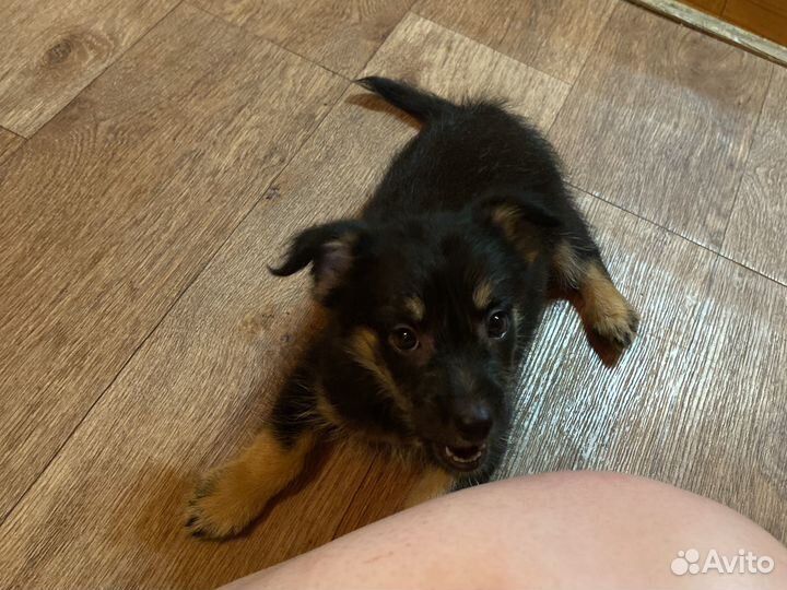 Маленький охранник в дар