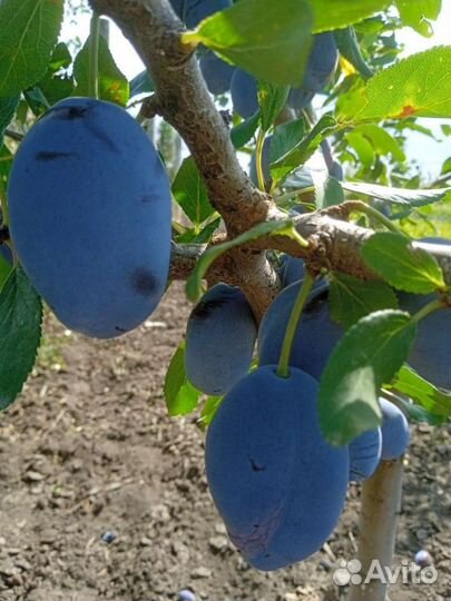 Саженцы плодовых деревьев