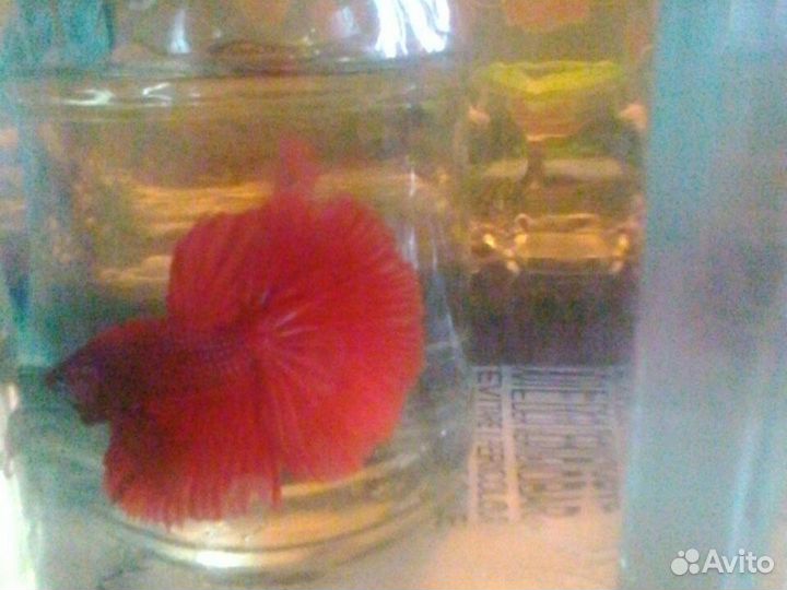 Оранды,цихлиды,Нигры,Горны,петушки,гуппи