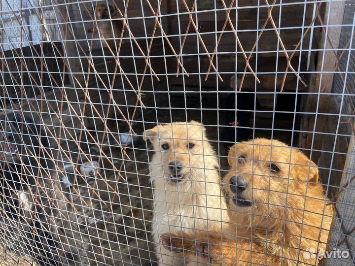 Собаки из приюта ищут дом