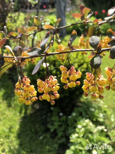 Барбарис тунберга