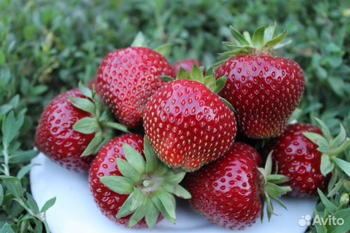 Продам рассаду своего разведения