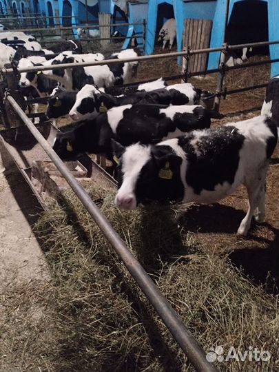 Бычки мясные