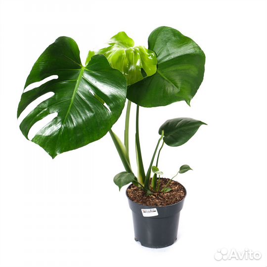 Растения для дома