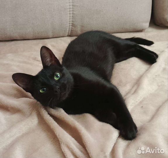 Зеленоглазка ищет семью