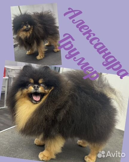 Груминг собак и кошек